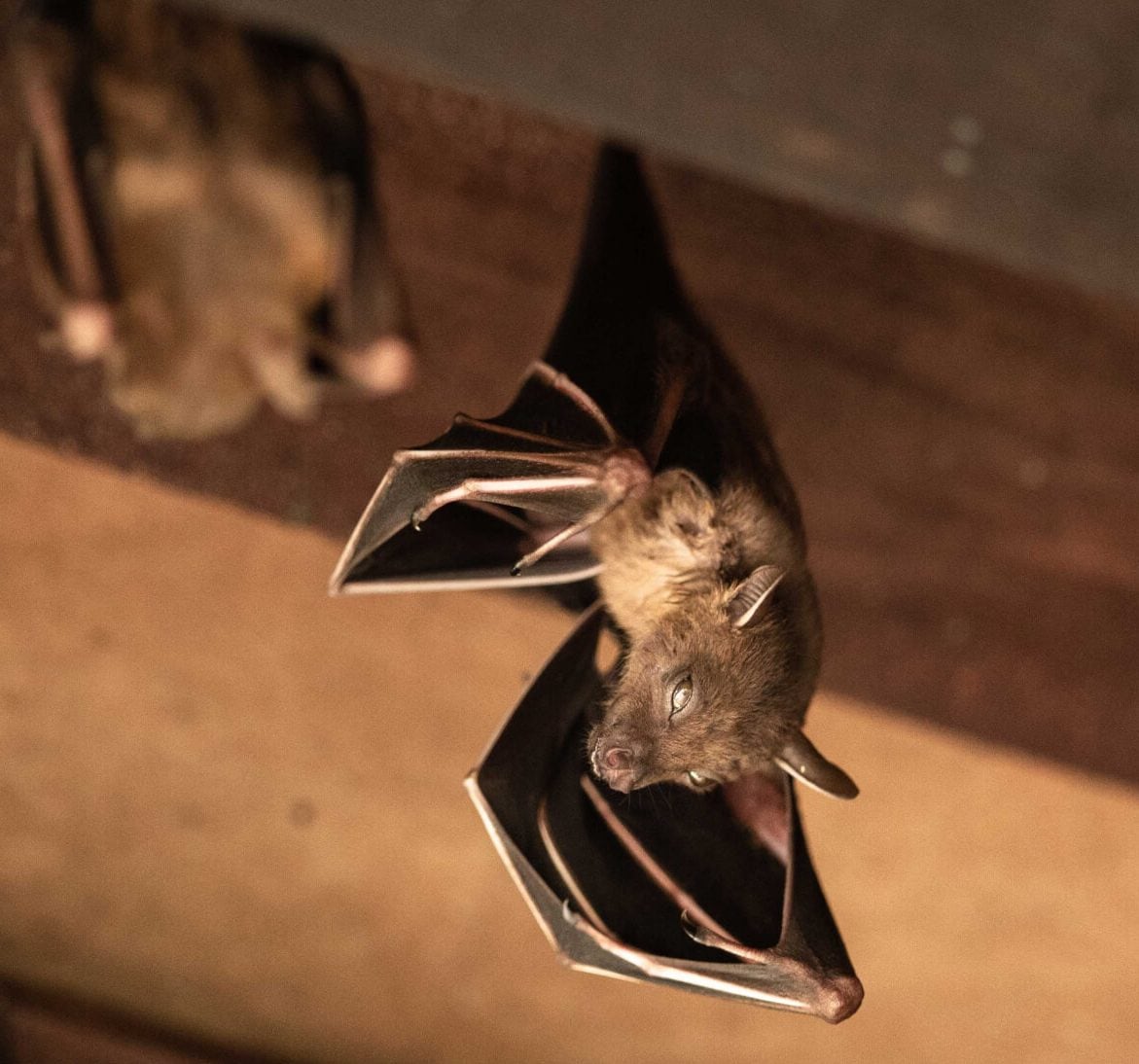 Wildlife-Bats in Orlando